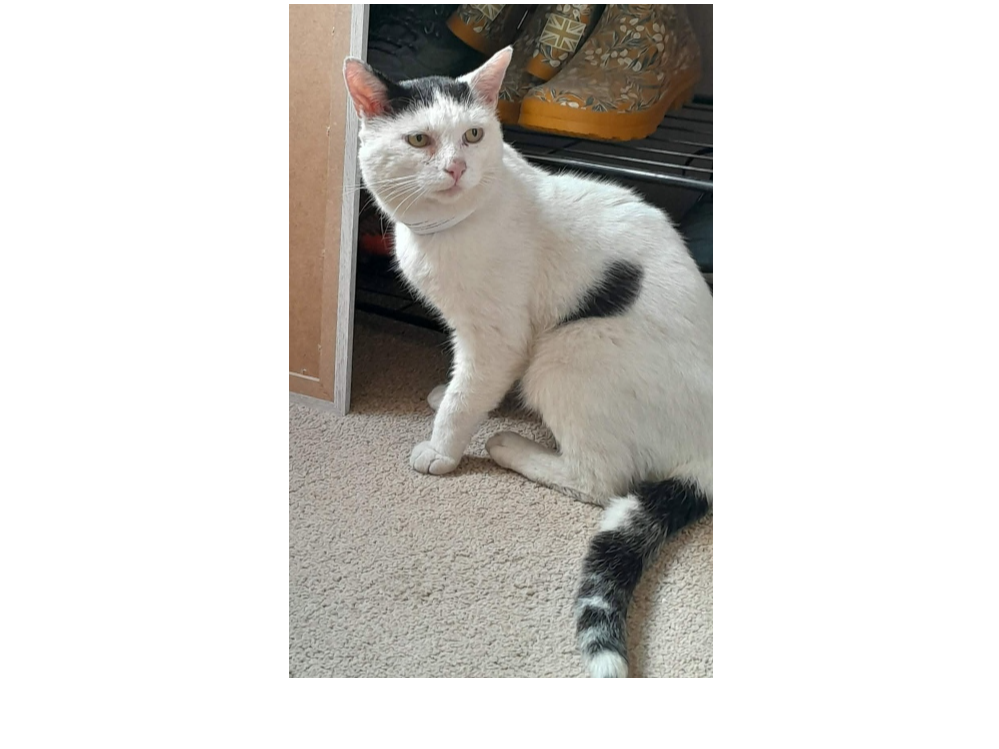 Found 2026.059 - Zetland Road, off Whitworth Road, Gosport