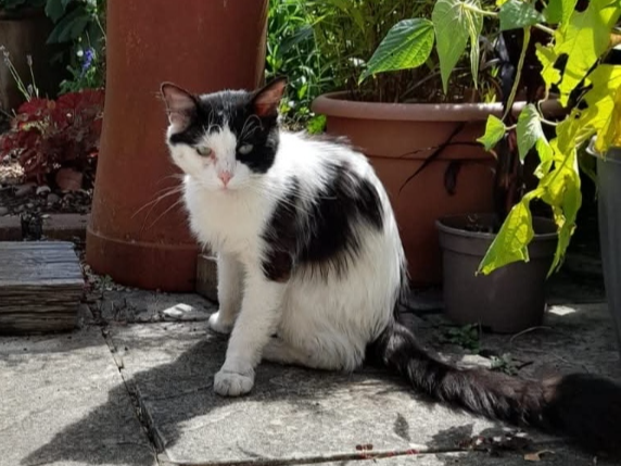 Found 2026.061 - Windsor Road, off Carnarvon Road, Gosport