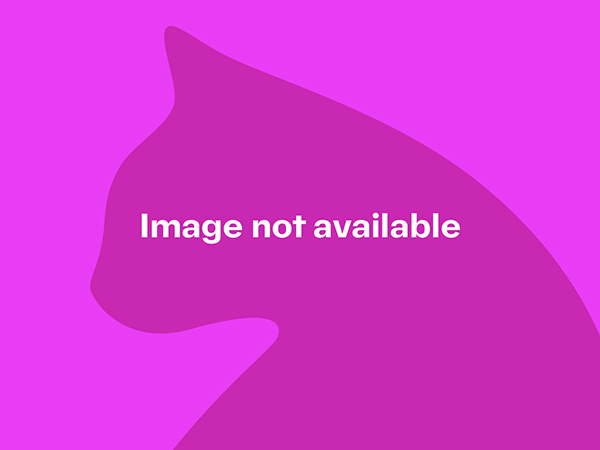 Elderly black/white cat, Royston