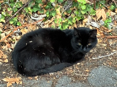 Black cat, Fulbourn