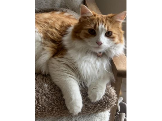 Flynn