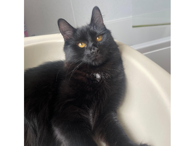 Lulu Lost 2025.042 - High Street, nr jct with Milvil Rd, Lee on Solent