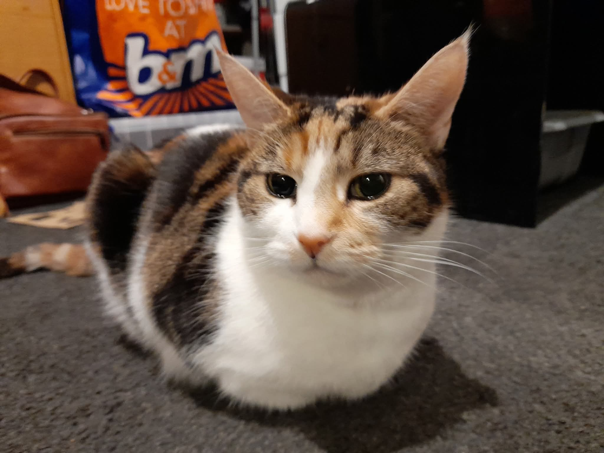 Amelia