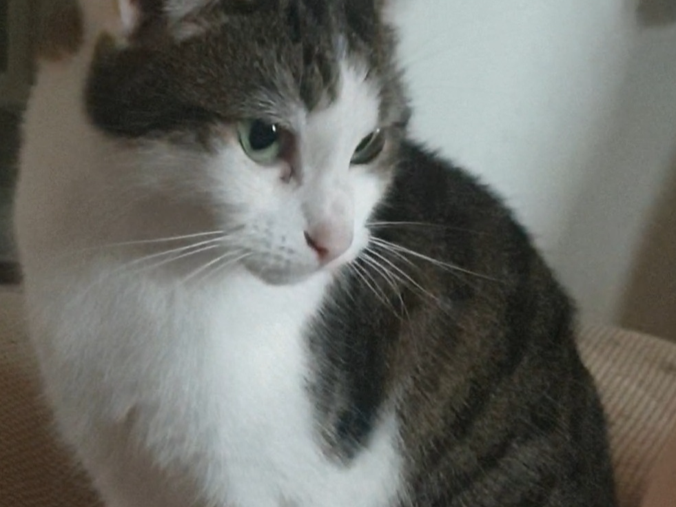 Titten