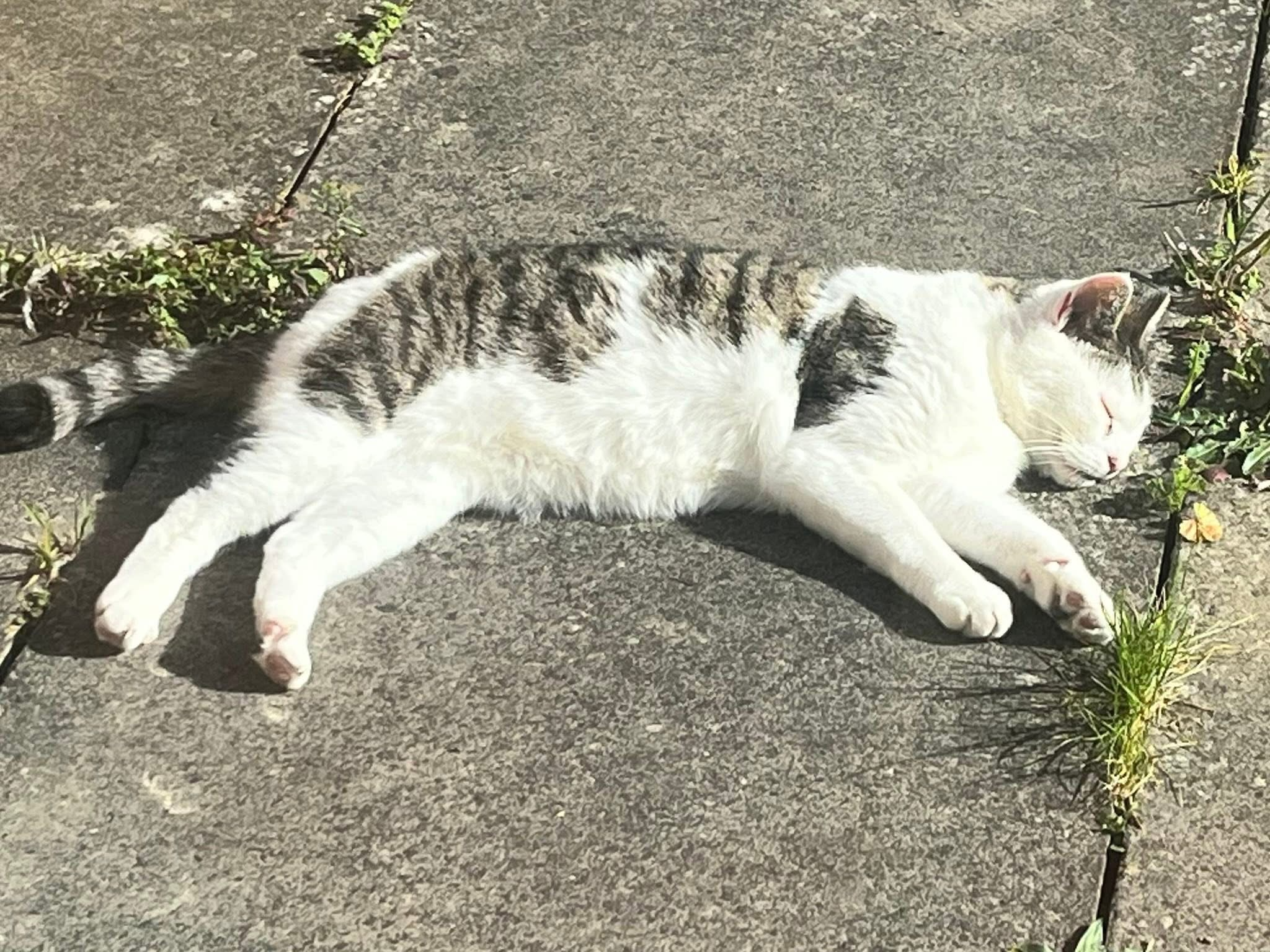Compo, white and tabby, Addenbrookes area
