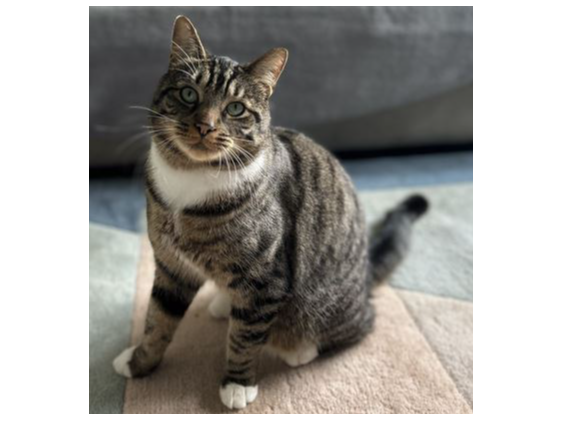 Mittens