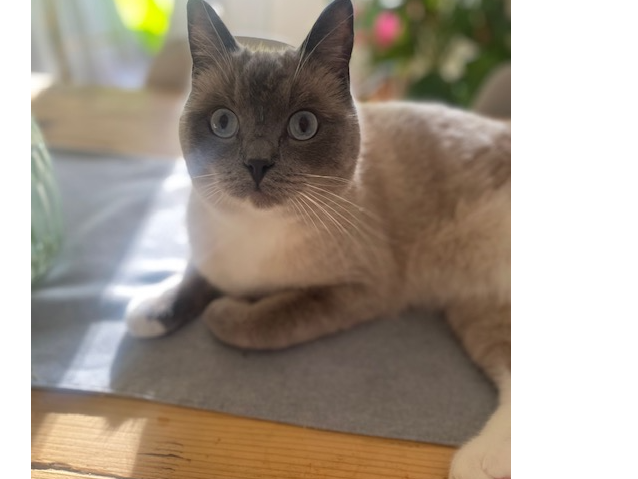 Milo, Coleridge