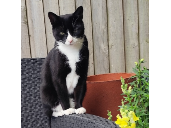 Odin Lost 2025.072 - Middlecroft Lane, (Anns Hill Road end), Gosport