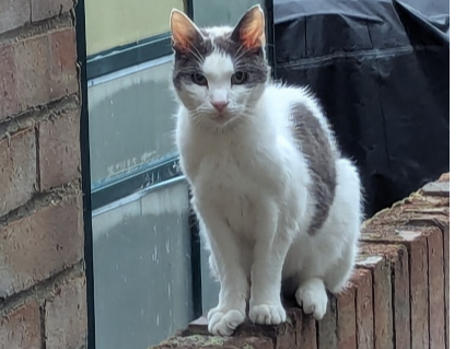 Bacon Lost 2025.074 - Queens Road, (nr Jct with Kings Rd), Gosport