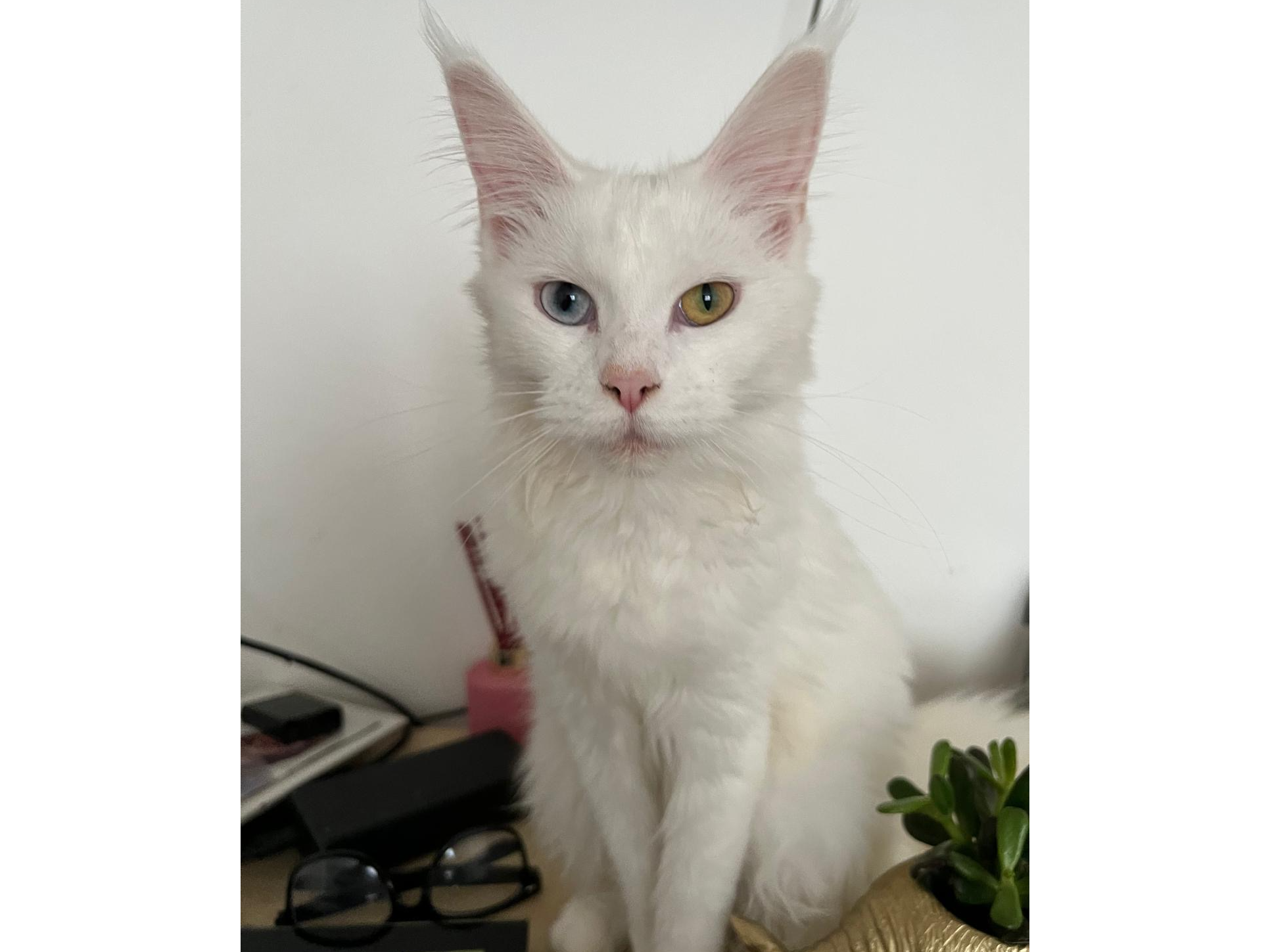 Nala, Cherry Hinton