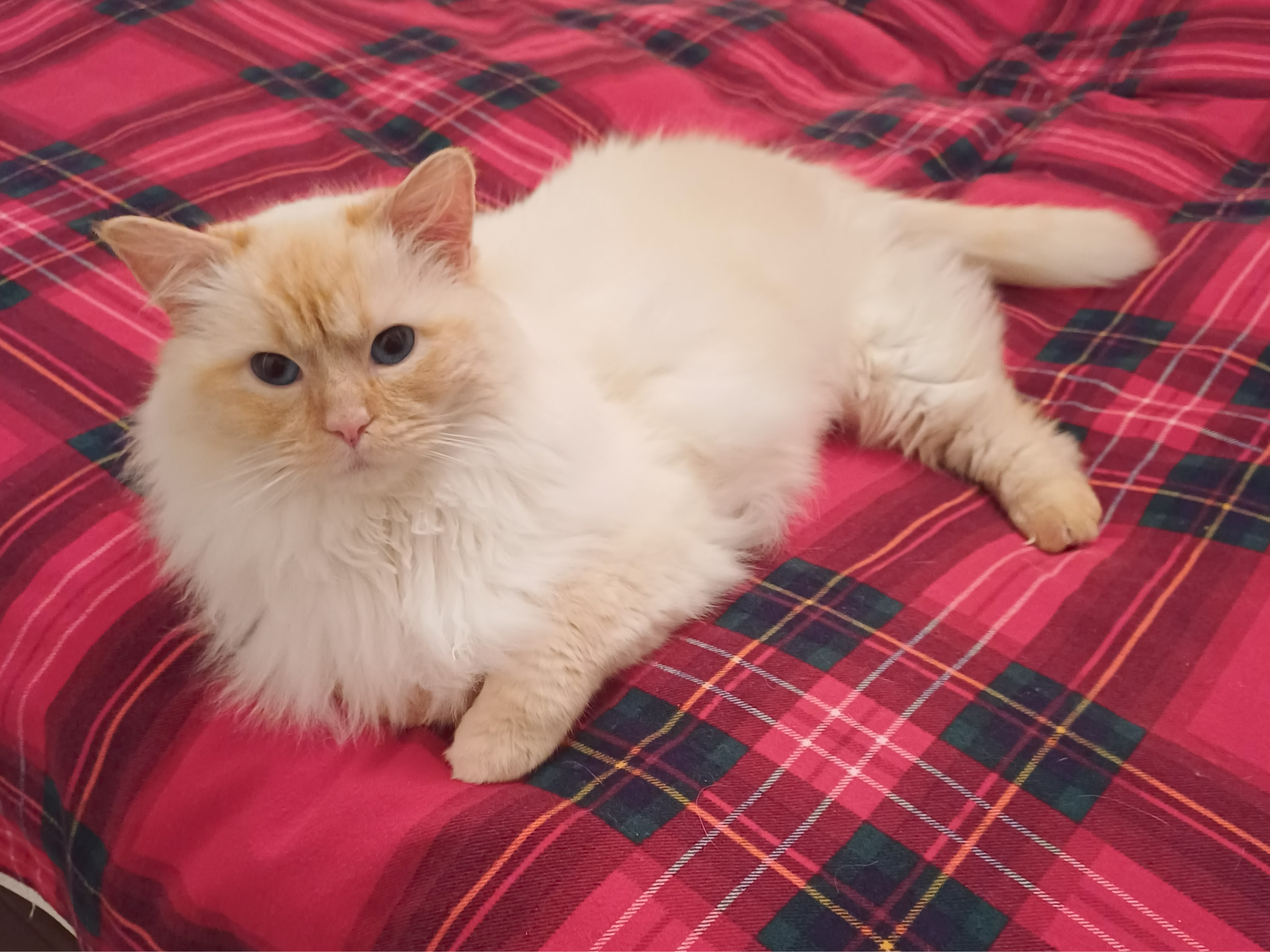 Marmaduke