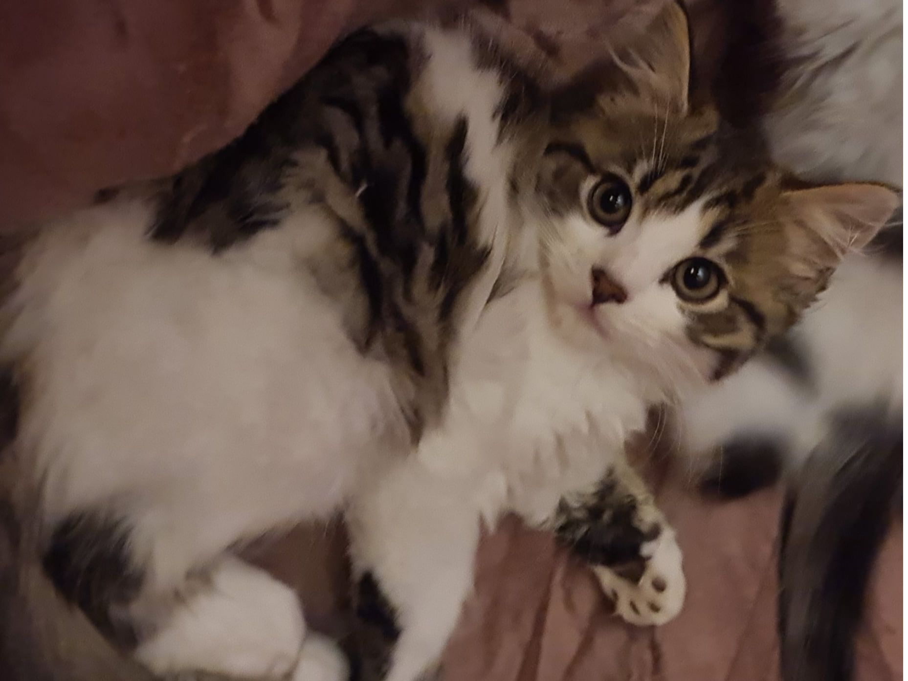 MISSING CAT