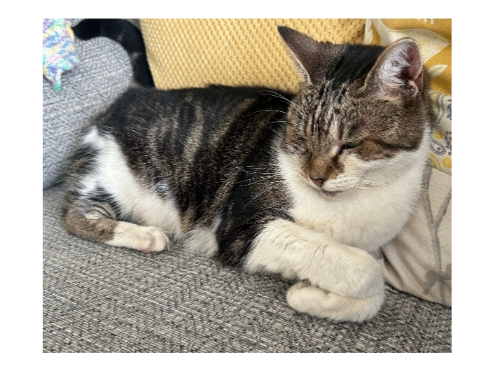 Tilly Lost 2026.033 - Harvard Close, off David Newberry Dr, Cherque Farm, LoS