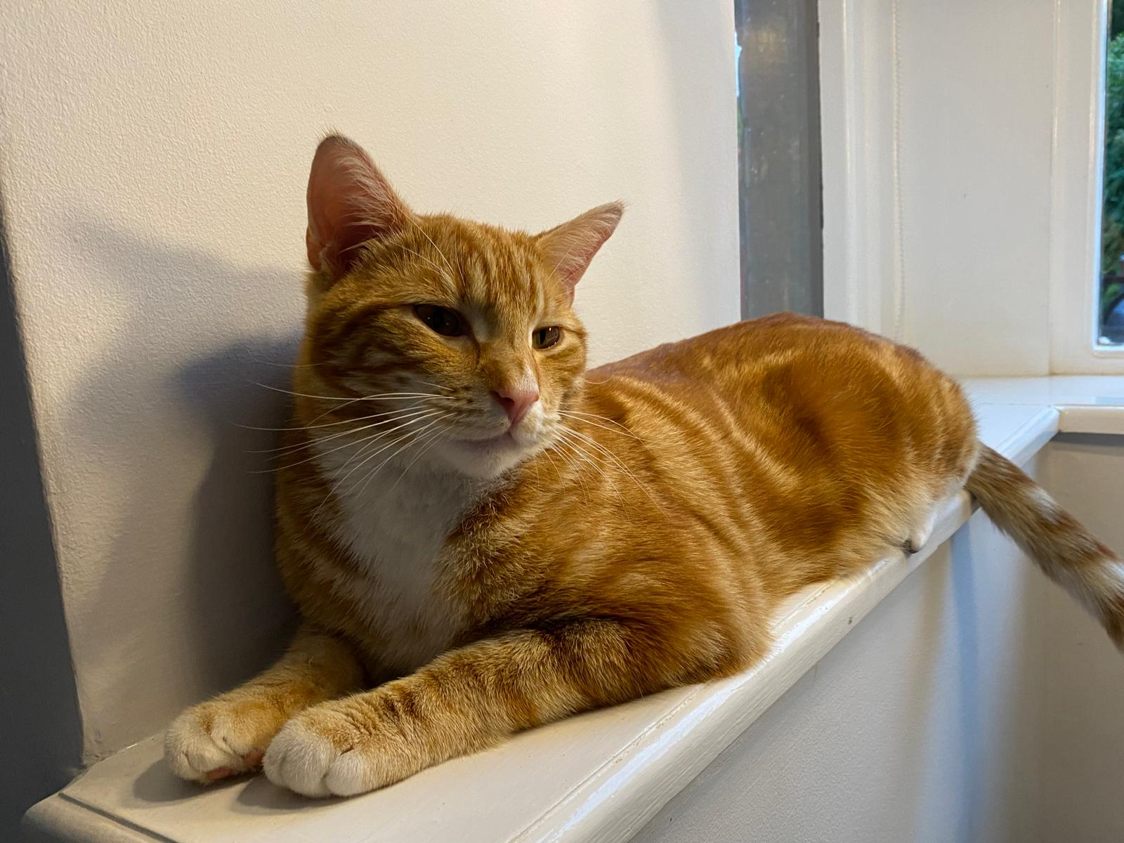PABLO