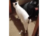 Snowball