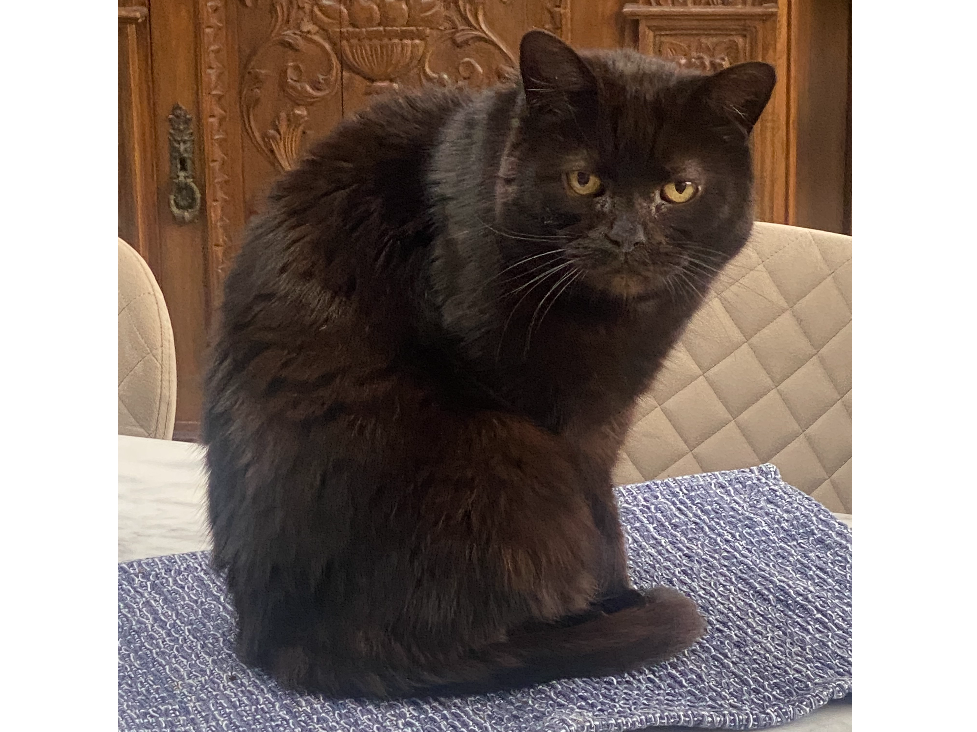 LOST 26-045 Fudge