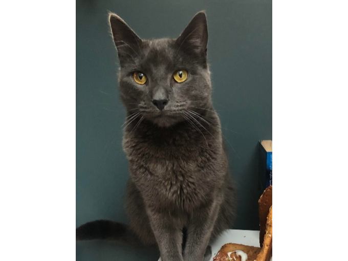 Kit  Lost 2026.054 - Lindbergh Close, nr Blanchard Ave jct, Gosport