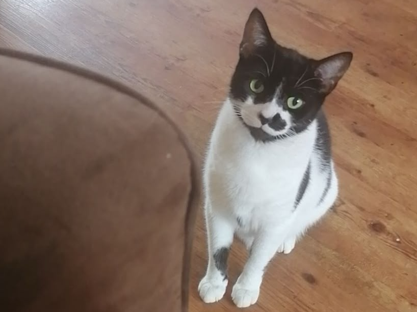 812429 - Missing from Retreat Estate, Downham Market