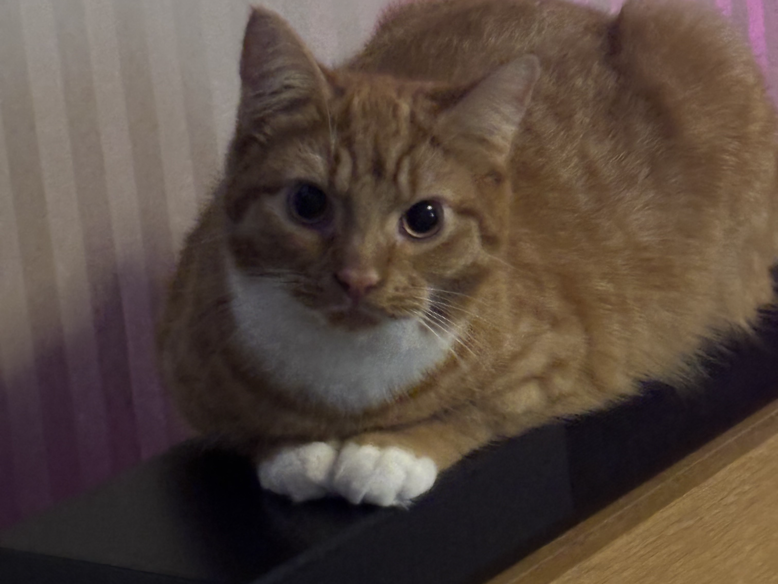 Simba - West Lynn