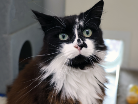Posie